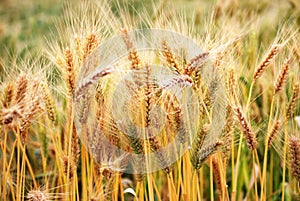 Ripe wheat crop