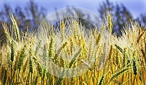 Ripe wheat crop