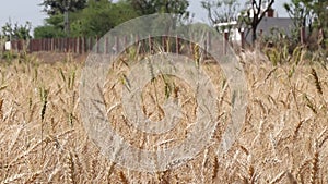 Ripe wheat crop planted in the field