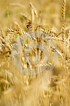 Ripe wheat with dragonfly