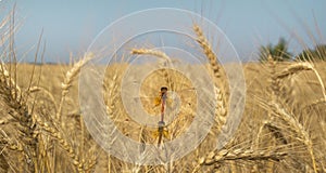 Ripe wheat with dragonfly sitting on the ear