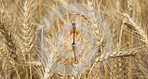 Ripe wheat with dragonfly sitting on the ear