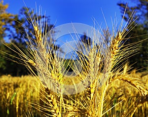 Ripe wheat ears