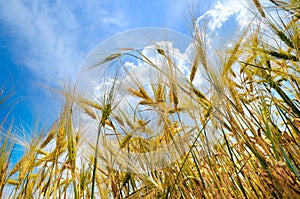 Ripe wheat ears against beautiful sky with clouds. Selective focus