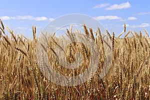 Ripe wheat ears against the blue sky. A thick summer cereal field.