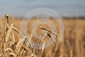 Ripe wheat ears in an agricultural field