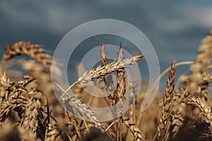 Ripe wheat ears in an agricultural field