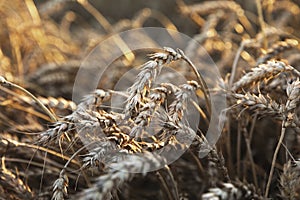 Ripe wheat ears in an agricultural field at harvest time