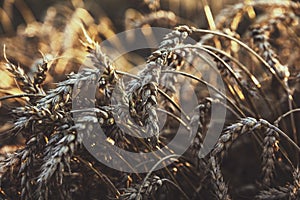 Ripe wheat ears in an agricultural field at harvest time