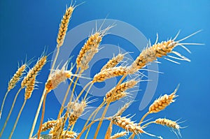 Ripe wheat ears and blue sky
