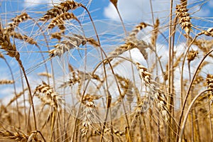 Ripe wheat ears