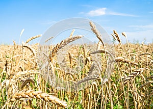 ripe wheat ears close-up in field in summer