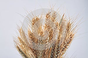 Ripe wheat of ears close-up isolated on white background.