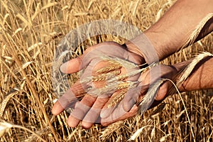 Ripe wheat ears in farmer`s hands, grain harvest in wheat field, food crisis