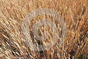 Ripe wheat ears in a field. Wheat field.Ears of golden wheat close up