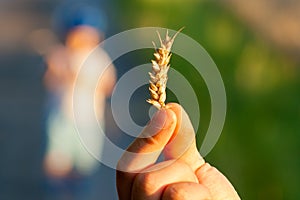 Ripe wheat ears in the hand