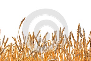 Ripe wheat ears isolated on white background