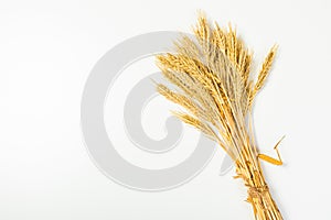 Ripe wheat ears isolated on white background. Top view, flat lay