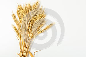 Ripe wheat ears isolated on white background. Top view, flat lay