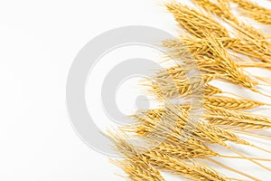 Ripe wheat ears isolated on white background. Top view, flat lay