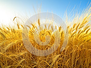 Zralý pšenice uši v 