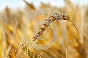 Ripe Wheat