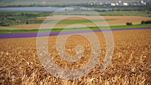 Ripe wheat ears swaying in wind in agricultural field with lavender growing in the background. Pre-harvest. Depicting