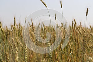 Ripe wheat farm field for harvesting