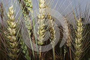 Ripe wheat farm field for harvesting