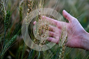 Ripe wheat in the farmer hands on the wheat fields. Farmer hands touching wheat field, harvest