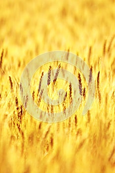 Ripe wheat field