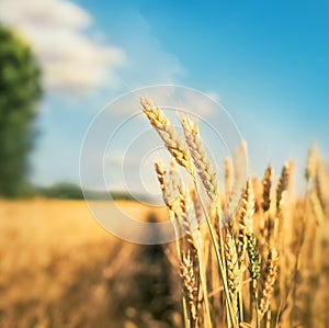 Ripe wheat in the field