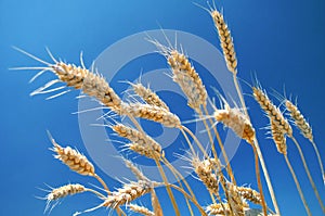 Ripe wheat field