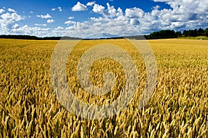 Ripe wheat field