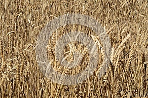 Ripe wheat field