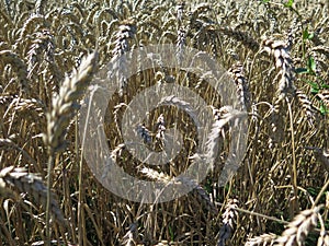 Ripe wheat field