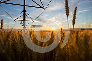 Ripe wheat in the field and above is an irrigation system. Behind is a beautiful sunset