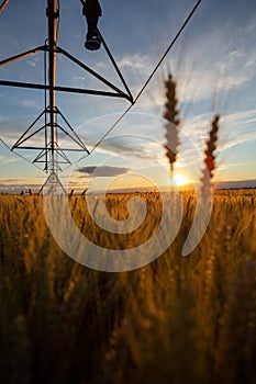 Ripe wheat in the field and above is an irrigation system. Behind is a beautiful sunset