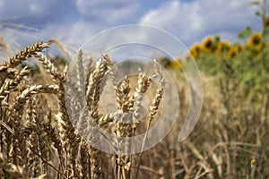 Ripe wheat field against a blue sky, Sunny summer day. Spikes