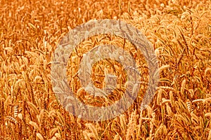 Ripe wheat field background texture, ear, spike, spica