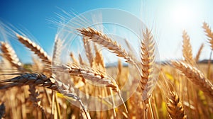 Ripe Wheat Field: A Captivating Photo Of Sunlit Gorpcore Energy