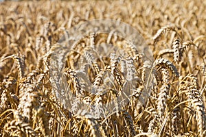 Ripe wheat field, detail very close up