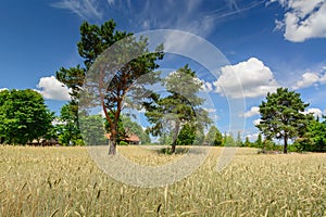 Ripe wheat field and farm in the background. Trees and blue sky. Harvesting.