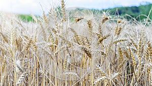 Ripe wheat field. Golden ripened wheat ears before harvesting