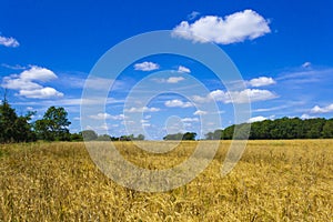 Ripe wheat field in the Kent downs Lympne UK