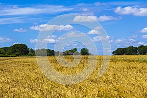 Ripe wheat field in the Kent downs Lympne UK