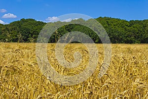 Ripe wheat field in the Kent downs Lympne UK
