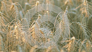 Ripe wheat on the field on late summer morning time. Growing cereal field agriculture wheat background. Selective focus.