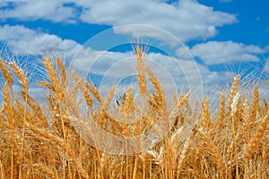 Ripe wheat field in Oregon