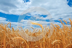 Ripe wheat field in Oregon